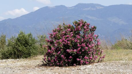 Nerium oleander