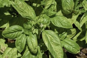 Ocimum Basilicum Ocimum Basilicum