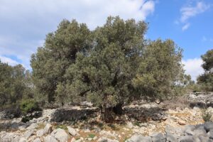 Olea Europaea