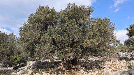 Olea Europaea