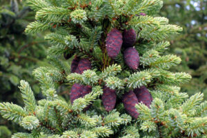 Picea