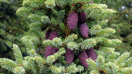 Picea