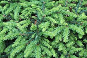 Picea Abies