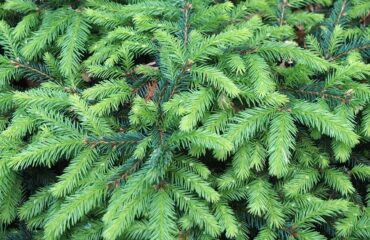 Picea Abies