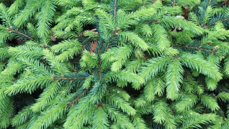 Picea Abies