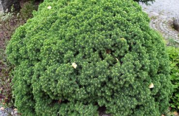 Picea Glauca var. Albertiana