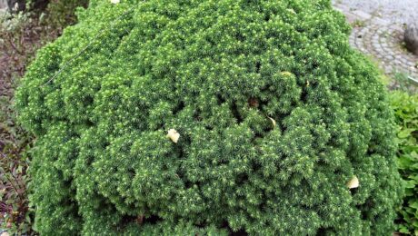 Picea Glauca var. Albertiana