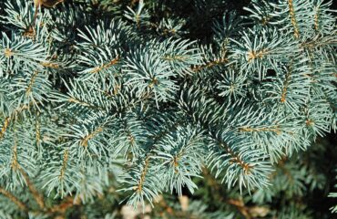 Picea Pungens