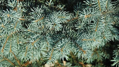 Picea Pungens