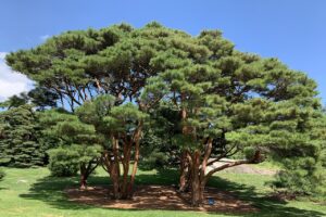 Pinus Densiflora