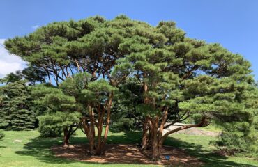 Pinus Densiflora