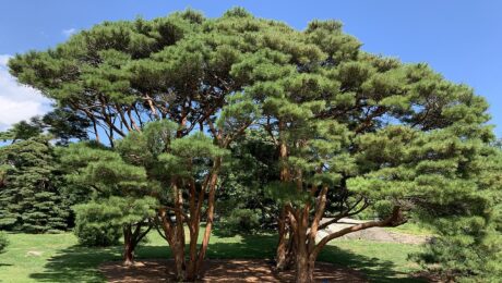 Pinus Densiflora