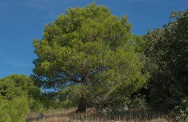 Pinus Halepensis