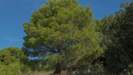 Pinus Halepensis