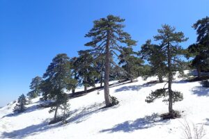Pinus Nigra Pinus Nigra