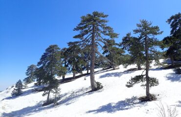 Pinus Nigra