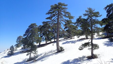 Pinus Nigra