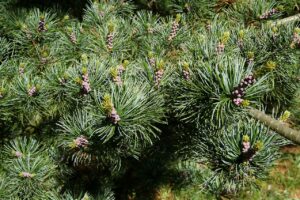 Pinus Parviflora