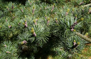 Pinus Parviflora