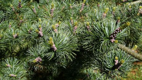 Pinus Parviflora