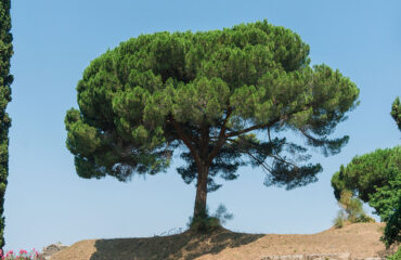 Pinus Pinea