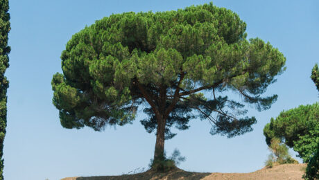 Pinus Pinea