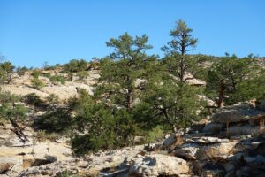 Pinus Ponderosa Pinus Ponderosa