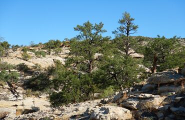 Pinus Ponderosa