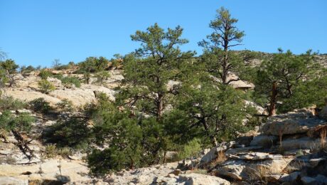 Pinus Ponderosa