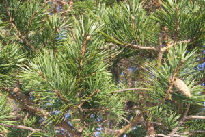 Pinus Sylvestris