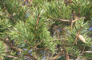 Pinus Sylvestris