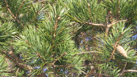 Pinus Sylvestris