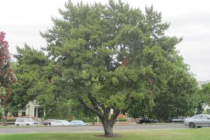 Pinus Thunbergii Pinus Thunbergii