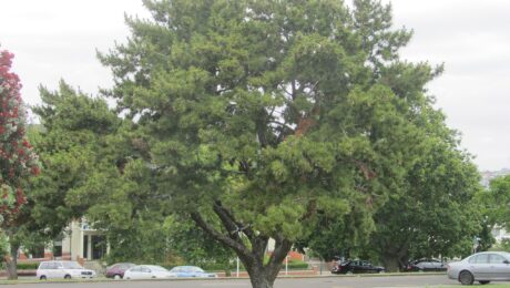 Pinus Thunbergii