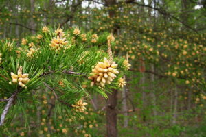 Pinus Virginiana