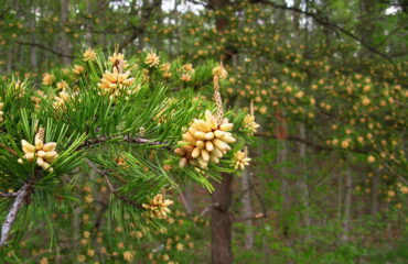 Pinus Virginiana