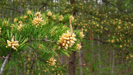 Pinus Virginiana