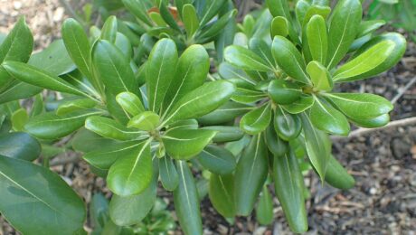 Pittosporum Tobira Nanum