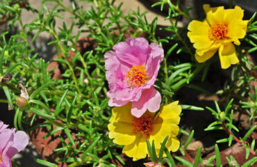 Portulaca Grandiflora