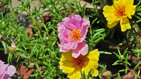 Portulaca Grandiflora