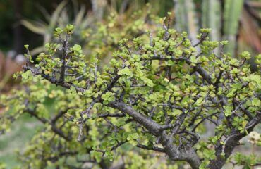 Portulacaria Afra