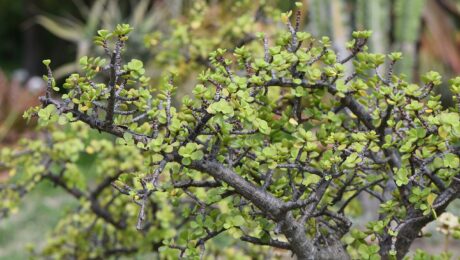 Portulacaria Afra