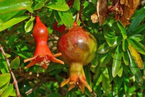 Punica Granatum