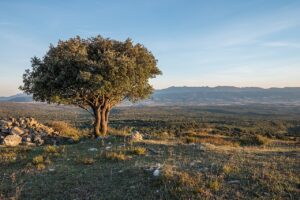 Quercus Ilex