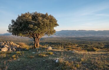 Quercus Ilex