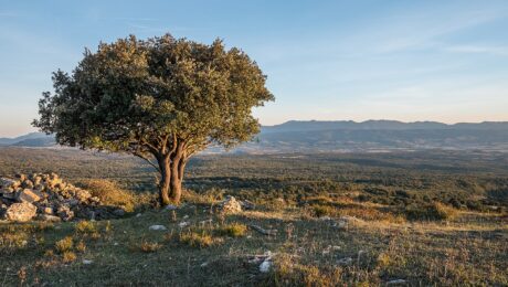 Quercus Ilex