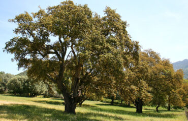 Quercus Suber