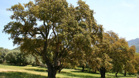 Quercus Suber