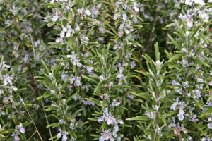Rosmarinus Officinalis