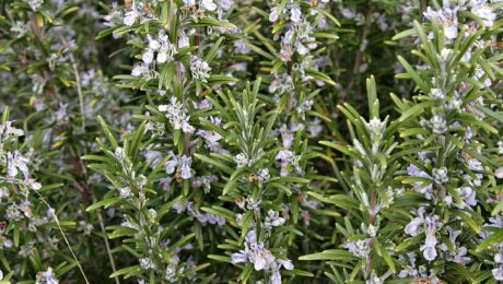 Rosmarinus Officinalis